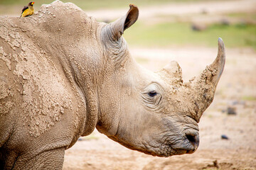 Obraz premium White Rhinos grazing in Kenya