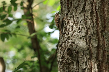 gartenbauml&auml;ufer