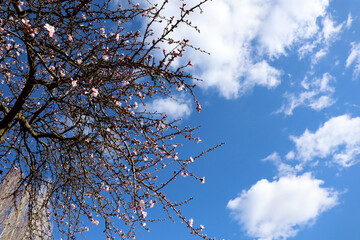 cherry blossom in spring on the sky
