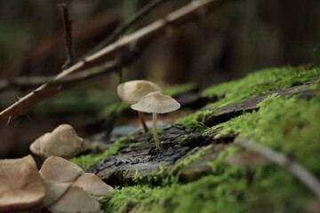 ベルリンの森のきのこ