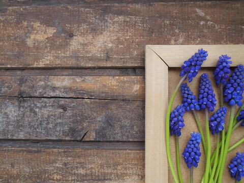 Blue spring flowers on a wooden photo frame. Muscari armeniacum on a wooden background. Bright postcard, congratulations. Copy space still life flat lay. Dark shabby old wood. Armenian grape hyacinth