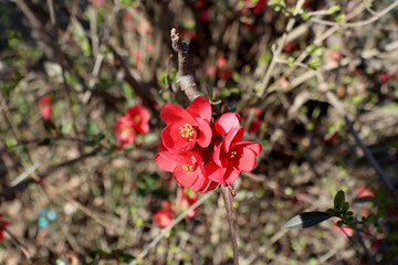 rosebud in the garden