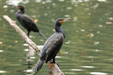 ベルリンの湖の鵜