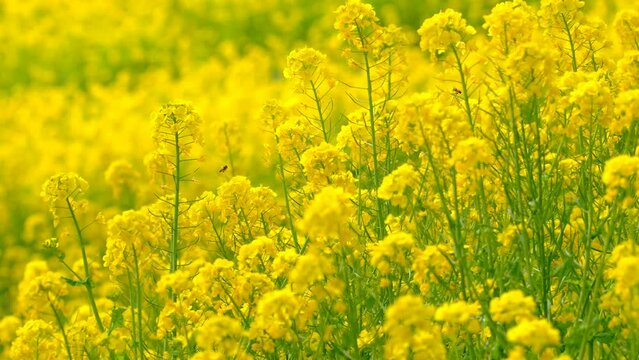 菜の花と蜜蜂