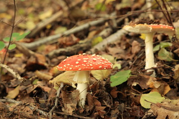 ベルリンの森のベニテングタケ