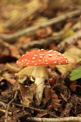 ベルリンの森のベニテングタケ