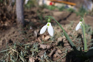 snowdrop flower in spring