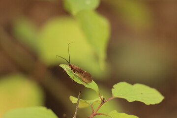 ベルリンの森のトビケラ