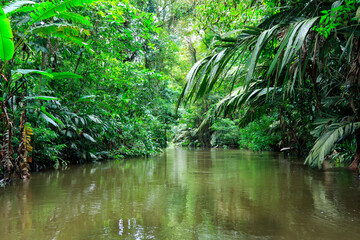 Fototapeta na wymiar Beautiful lush green tropical forest jungle scenery seen from a boat in Tortuguero National Park in Costa Rica