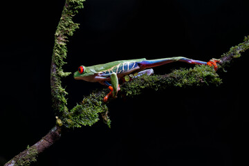 Red eyed tree frog (Agalychnis callidryas) sitting on a branch near Sarapiqui in Costa Rica.