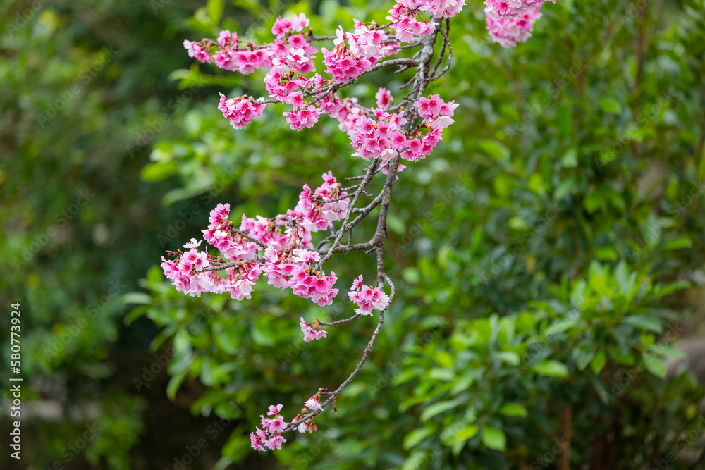 Canvas Prints pink and white cherry blossoms in full bloom