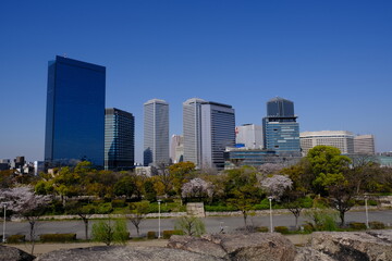 Obraz premium 日本、桜、大阪、大阪城、公園、﻿天守閣、春の風景、日本の国花