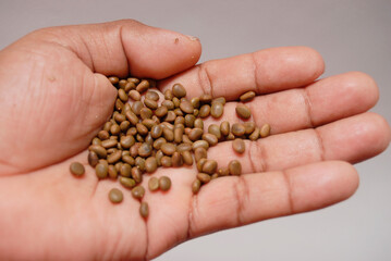 Huizache seed from southern Mexico to reforest