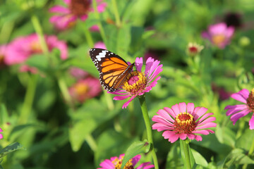 Fototapeta na wymiar Butterfly in a garden. Battambang. Cambodia.