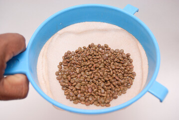 Huizache seed from southern Mexico to reforest
