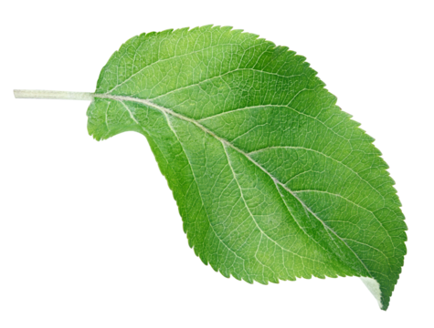 Green apple leaf isolated on transparent background