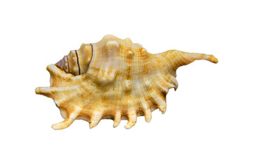 Clam shell in the fishing net on white background