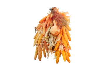 Corn and pumpkins drying on the tent settler in the United States, isolated on a white background. Historical reconstruction of the life of the first conquerors of America.