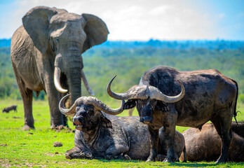 Fototapeta premium African Elephant and Cape Buffalo compete for space on the plains of Africa