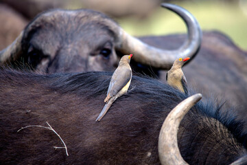 Ox-pecker Bird  and Cape Buffalo in Kenya