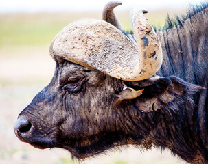 Ox-pecker Bird  and Cape Buffalo in Kenya