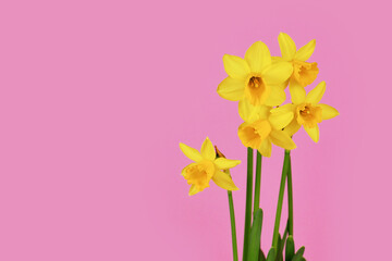 Yellow Narcissus Clamineus 'Tete a Tete' spring flowers on pink background with copy space