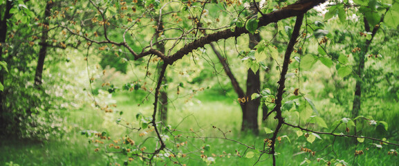 Fototapeta na wymiar Beautiful tree branches on bokeh background of rich greenery. Vivid natural green backdrop of scenic nature in sunlight with copy space. Lush foliage in sunny day. Amazing tree branches close-up.