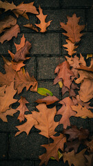 autumn leaves background