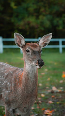 deer