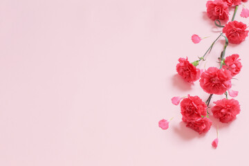 Fototapeta na wymiar pink carnation flowers on pink background