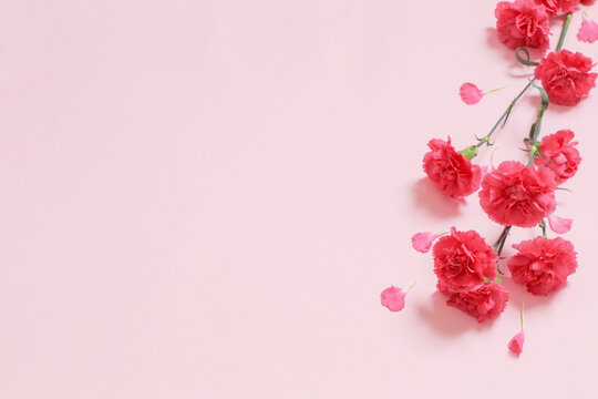 pink carnation flowers on pink background