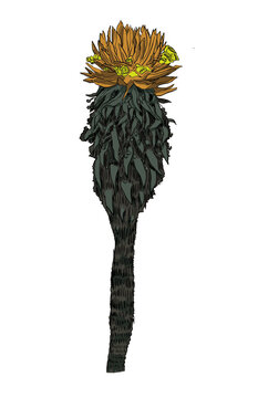 frailejon