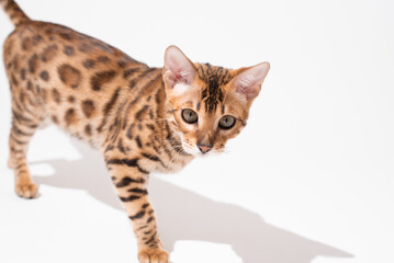 Fototapeta na wymiar Portrait of bengal kitten on white background, studio shooting. Pet photo, tiger