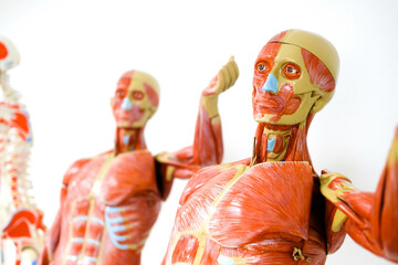 Human anatomy and physiology model in the laboratory for education.