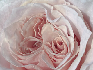Background of soft pink rose petals