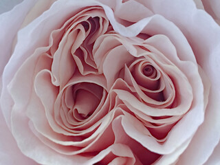 Background of soft pink rose petals