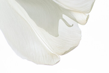 Soft focus shot of white tulip petals on white background