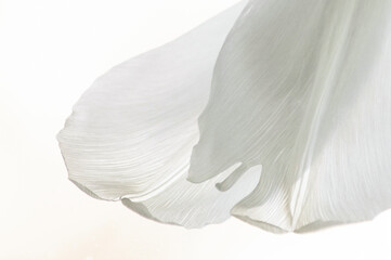 Soft focus shot of white tulip petals on white background