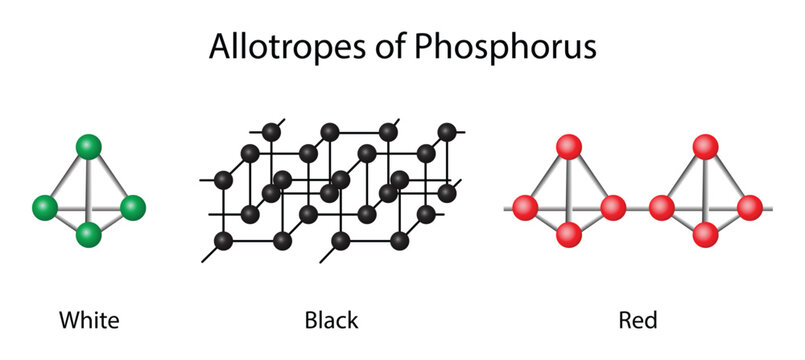 illustration of chemistry, Allotropes of phosphorus are different molecular forms of phosphorus, including white phosphorus, red phosphorus, black phosphorus and violet phosphorus