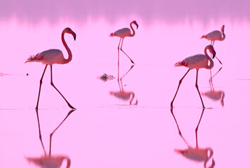 Pink flamingos on the salt lake of Cyprus