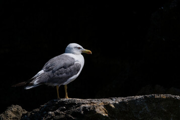 Gaviota