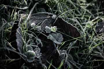 Frozen leaves macro winter nature