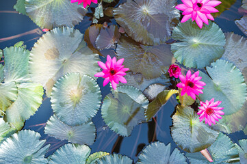 pink lotus flower close up