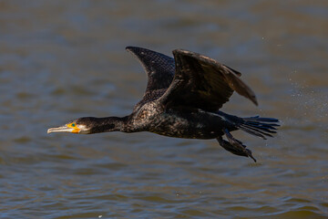 Flight of a cormorant in the lagoon. Cormorant with open wings. Large waterfowl. Fishing birds.