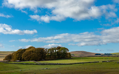 Fototapeta premium Trees landscape hills horizon sky