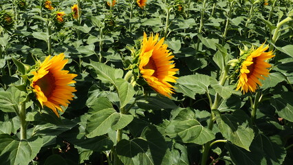 Agricultural sunflowers field. The Helianthus sunflower is a genus of plants in the Asteraceae...