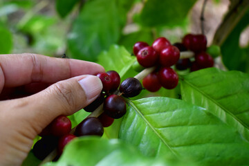 Close-up of human hand harvest coffee bean ripe Red berries plant fresh seed coffee tree. Organic Arabica coffee growing in the plantation at Countryside of Thailand