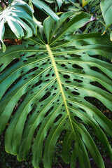 close up of a tropical leaf