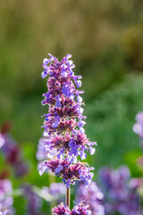 Obraz premium Nepeta 'Chettle Blue'