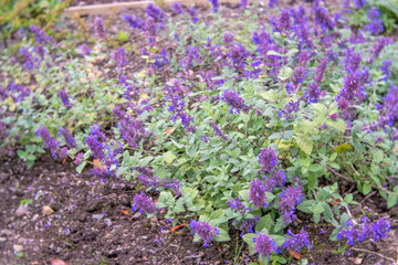 Obraz premium Nepeta 'Hill Grounds'